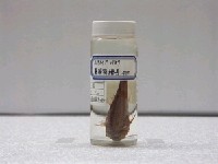 藏品(日本緋鯉)的圖片